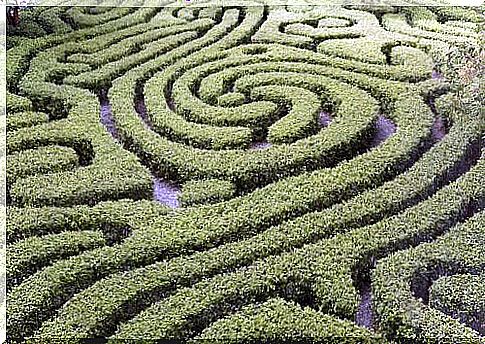 Labyrinth of hedges