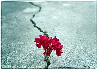 Flower in asphalt crack