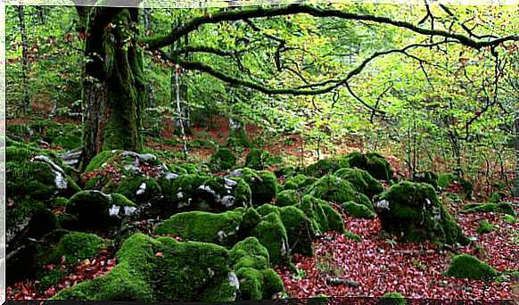 Forest bath: An effective antidote to stress