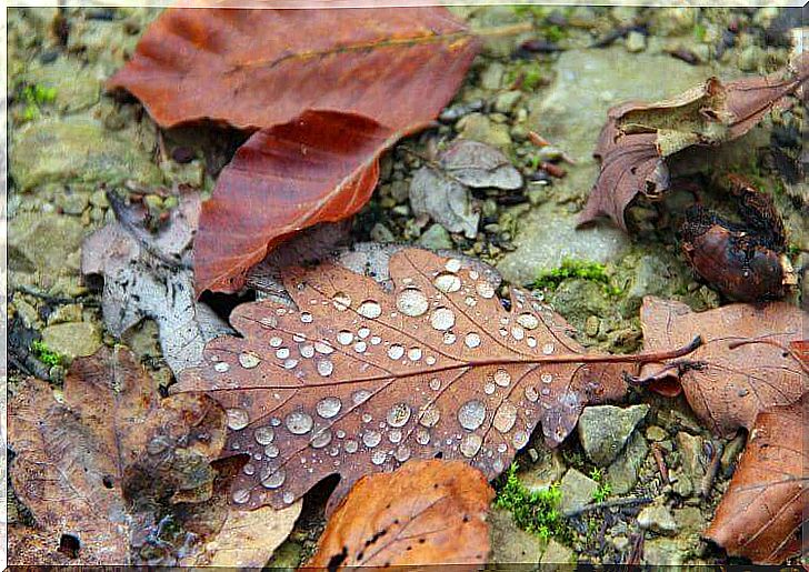 Wet leaves on the ground