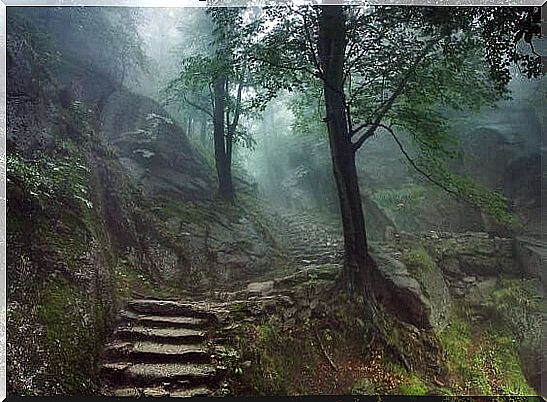 Stone stairs in forest