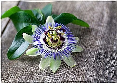 Passion flower for better sleep