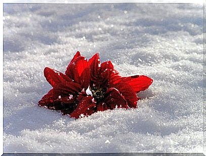 Red flower in snow