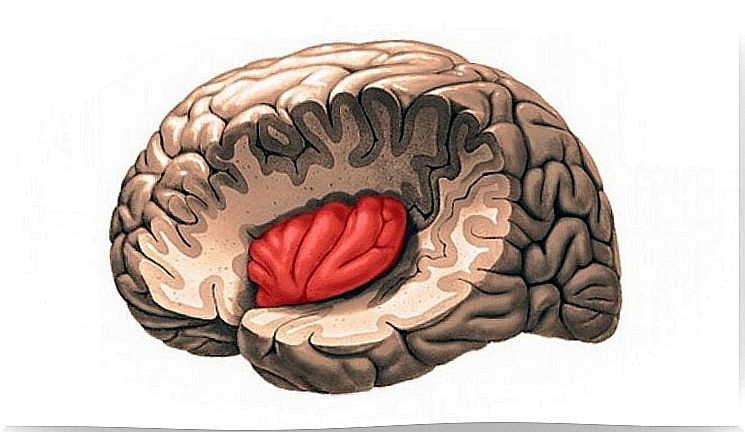 The insula is part of the brain