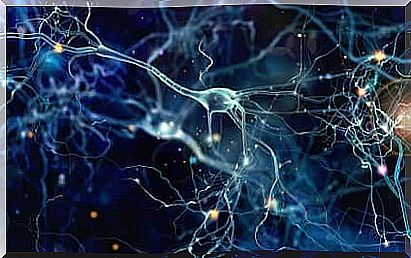 The nerve cells in the brain