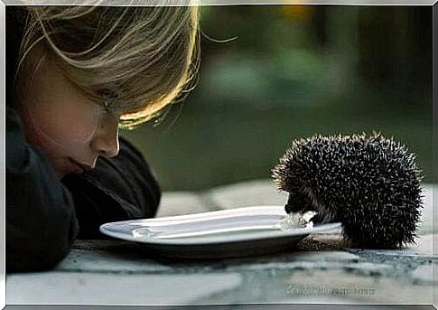 Children with hedgehogs