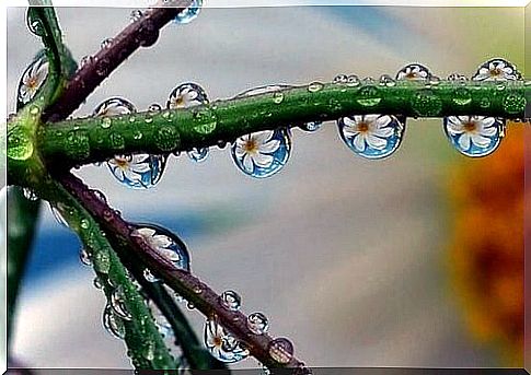 Dew drops on plant