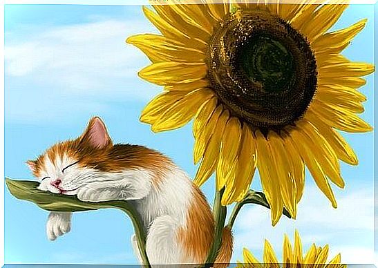 Cat sleeps on sunflower leaves