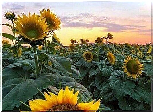 Field with sunflowers