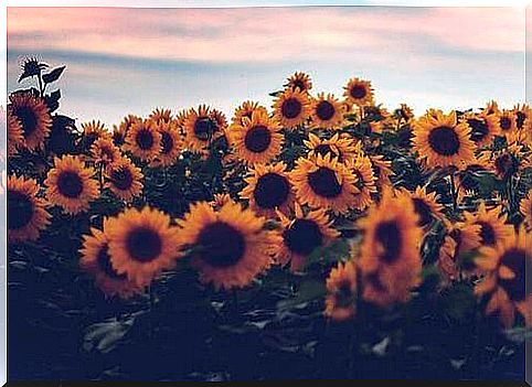 Sunflowers