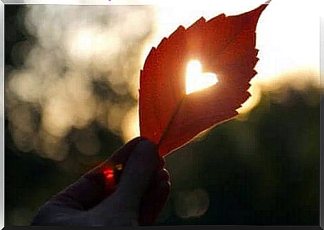 A leaf with a heart-shaped hole