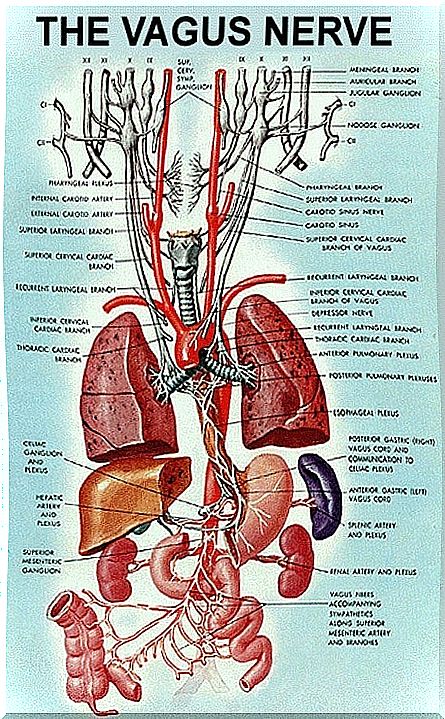 The vagus nerve and organs