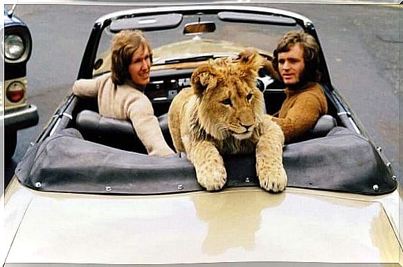 The lion Christian in a car