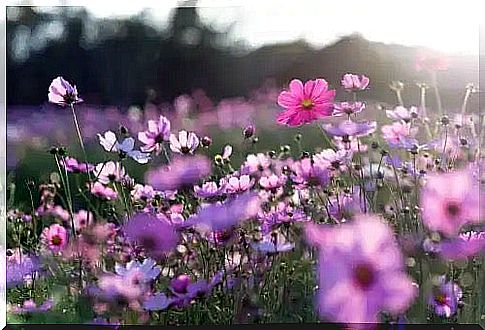 A field with flowers.